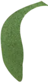 Blume: Blütenblatt 03